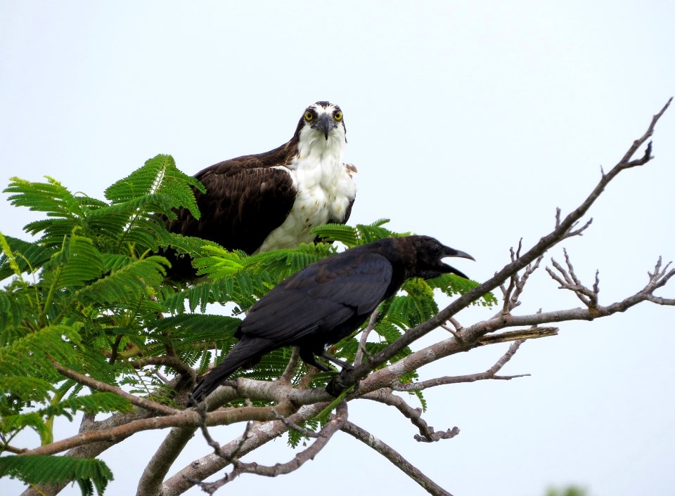 Osprey and Fish Crow