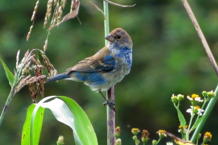 Indigo Bunting photo