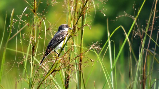 Eastern Kingbird photo