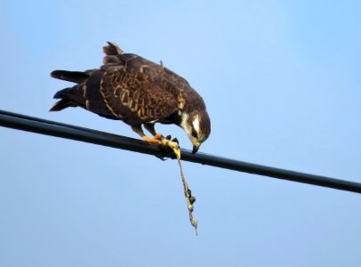 Female Snail Kite enjoying a meal