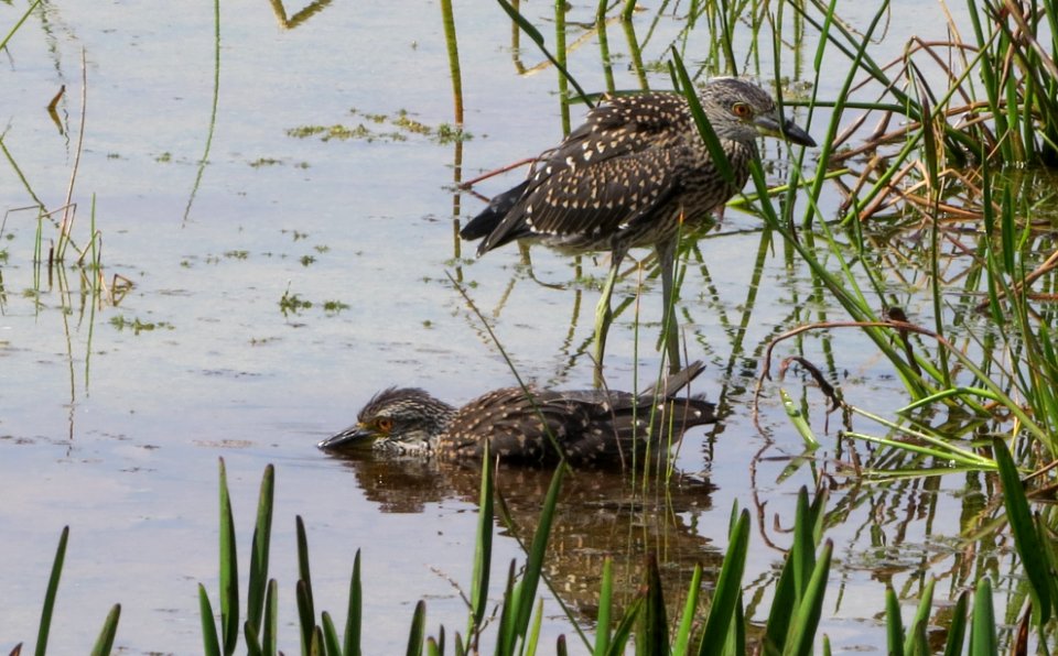 Immature Yellow-crowned Night Herons