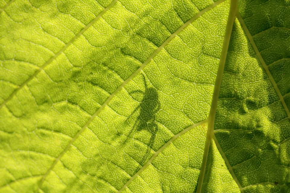 Shadow spider detail