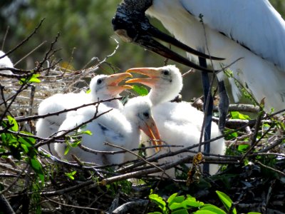 Wood Storks