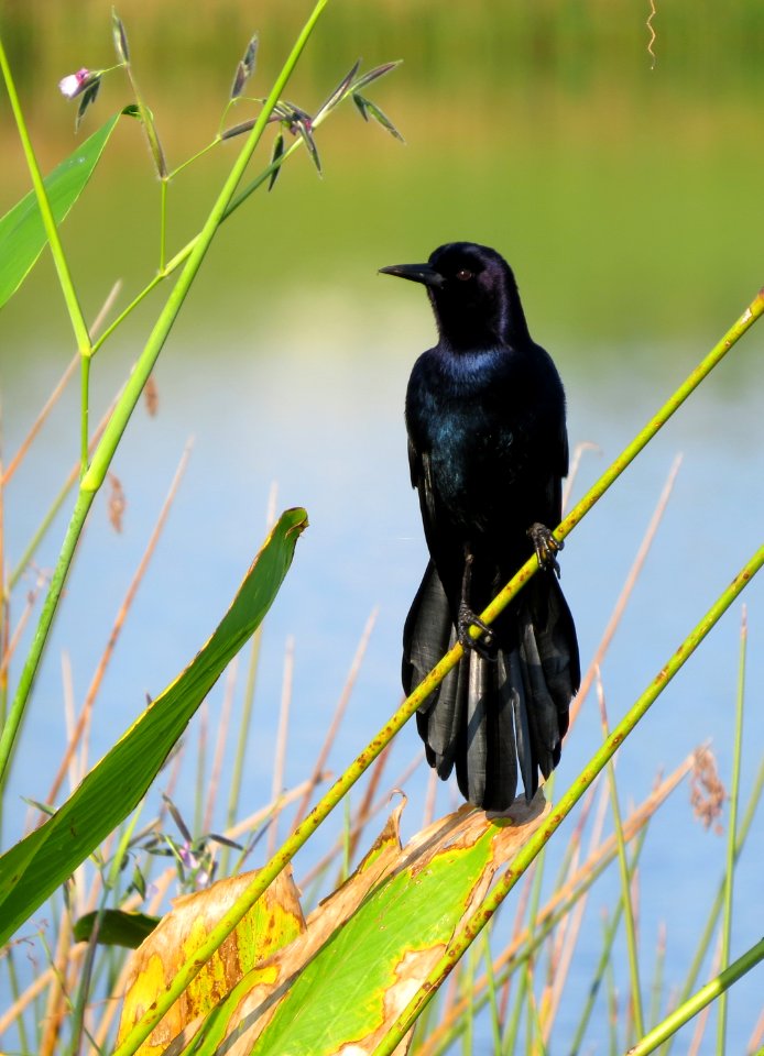 Boat-tailed Grackle