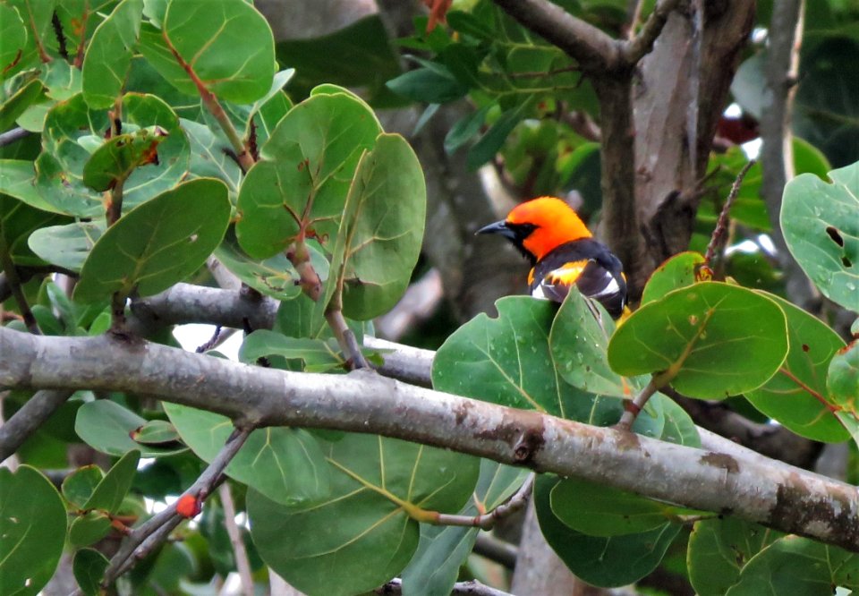 Spot-breasted Oriole