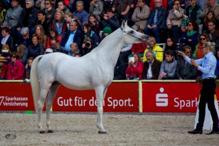 HP150317(c) Oliver-Seitz