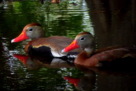 Black-bellied Whistling Ducks photo