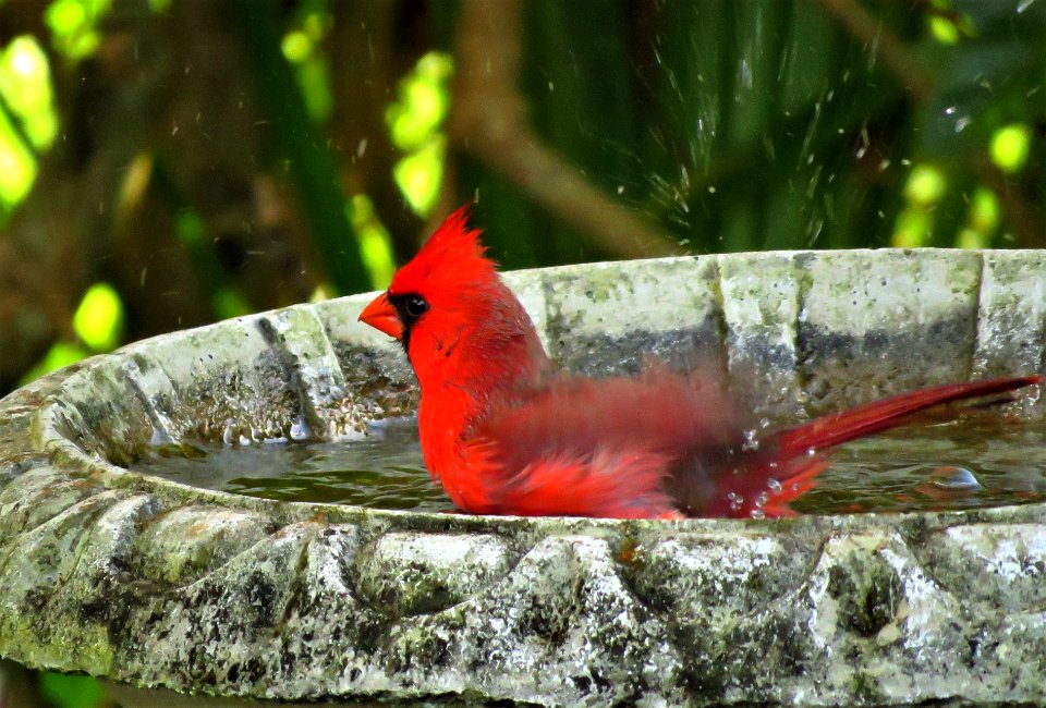 Northern Cardinal photo