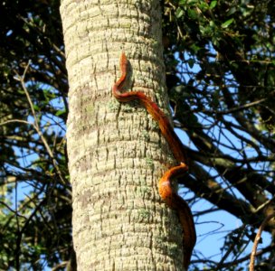 Corn Snake climbing a Palm tree