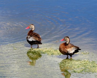 Black-bellied Whistling Ducks photo