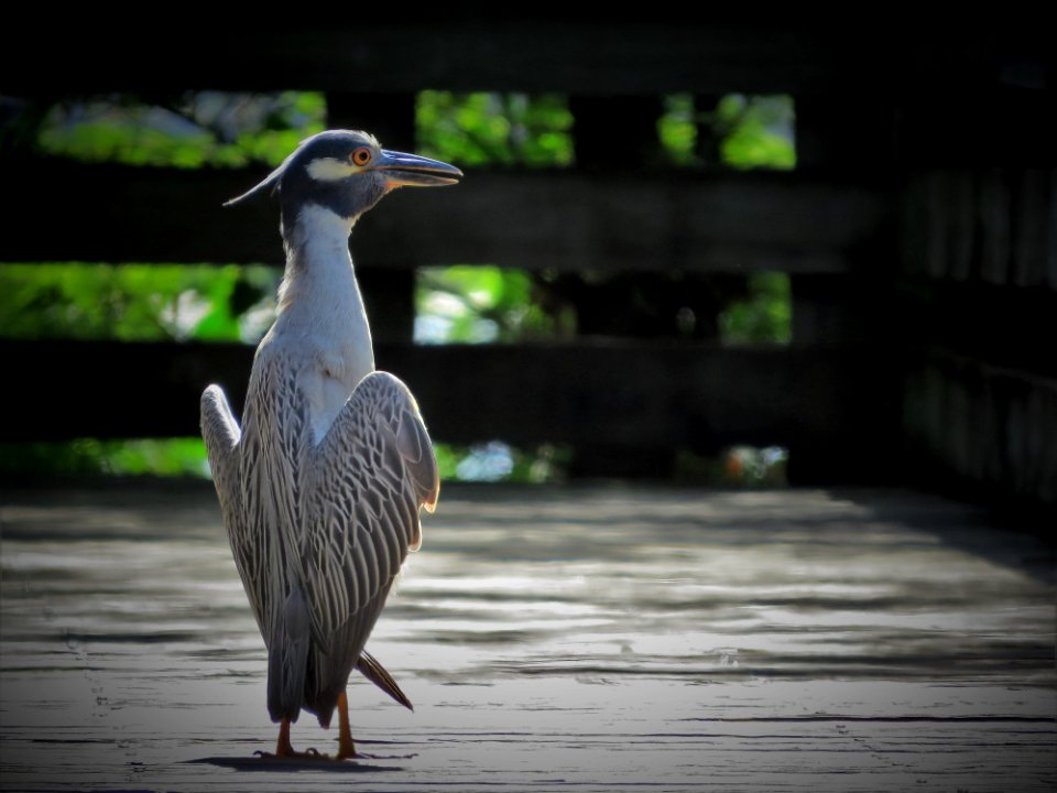 Yellow-crowned Night Heron