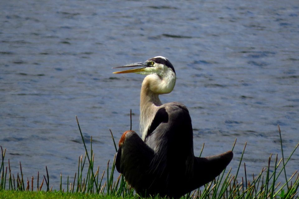 Great Blue Heron
