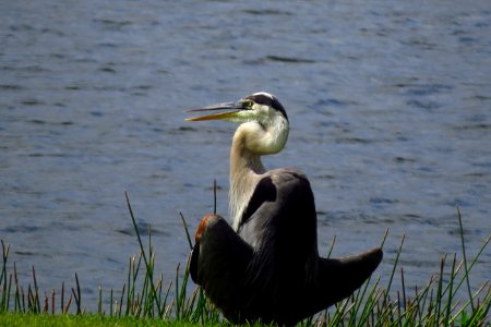 Great Blue Heron