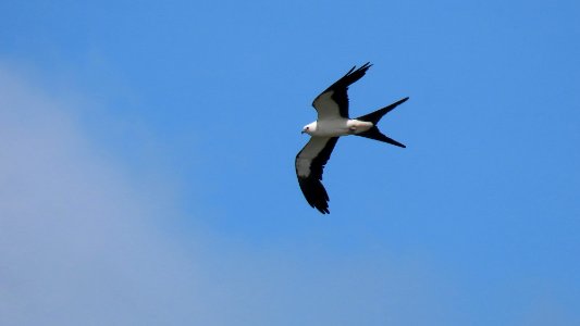 Swallow-tailed Kite