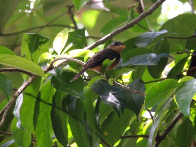 St Lucia Pewee 2
