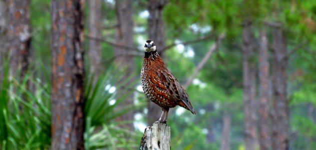 Northern Bobwhite