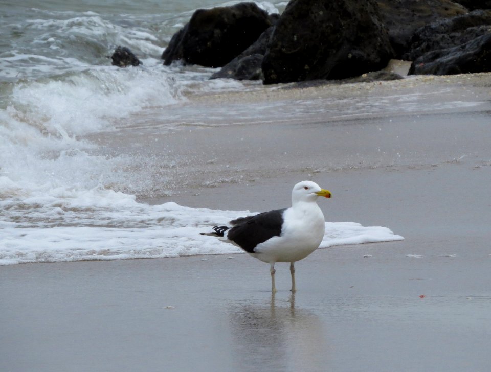 Great Black-backed Gull