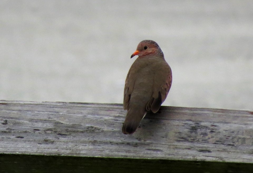 Common Ground-Dove