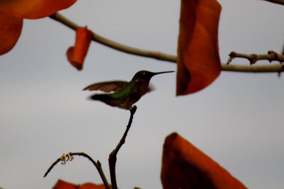 Ruby-throated Hummingbird