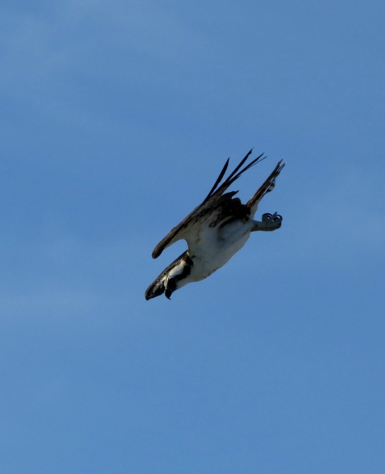 Osprey