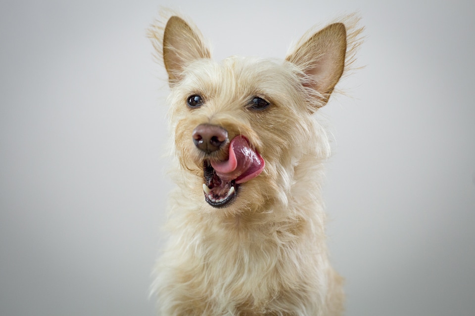Animal dog pet