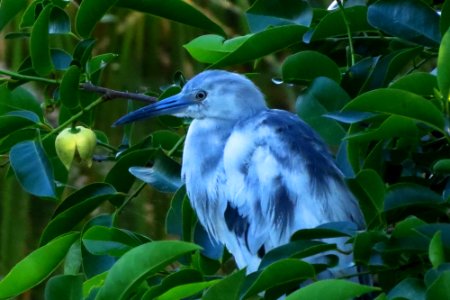 Little Blue Heron photo