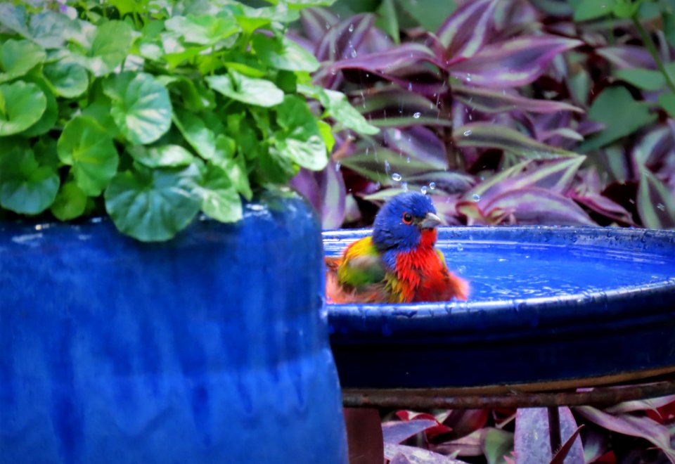 Painted Bunting, male