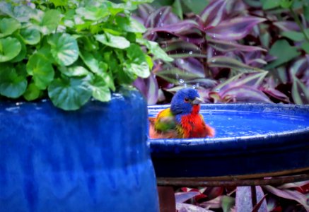 Painted Bunting, male