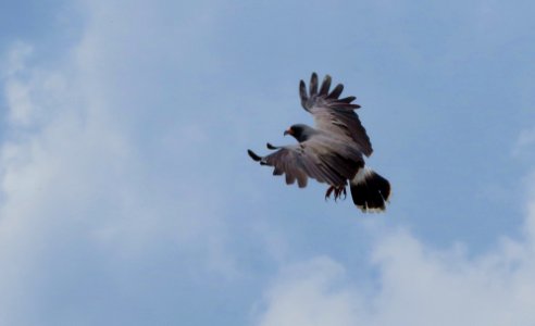 Snail Kite