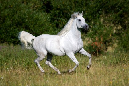 Dschesim 20165101
