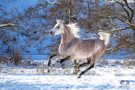 Mamlakee 20162761