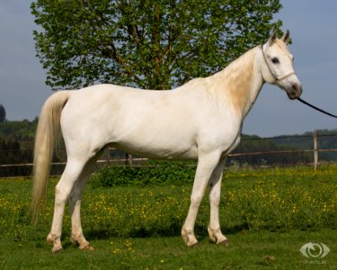Shaykha0S3A2064
