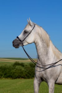 Shamao 20164537