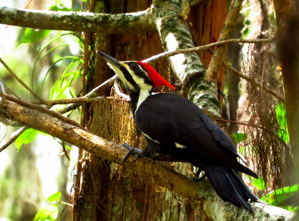 Pileated Woodpecker