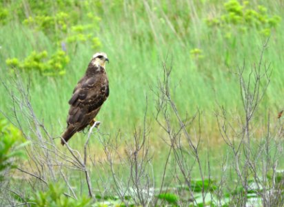 Snail Kite