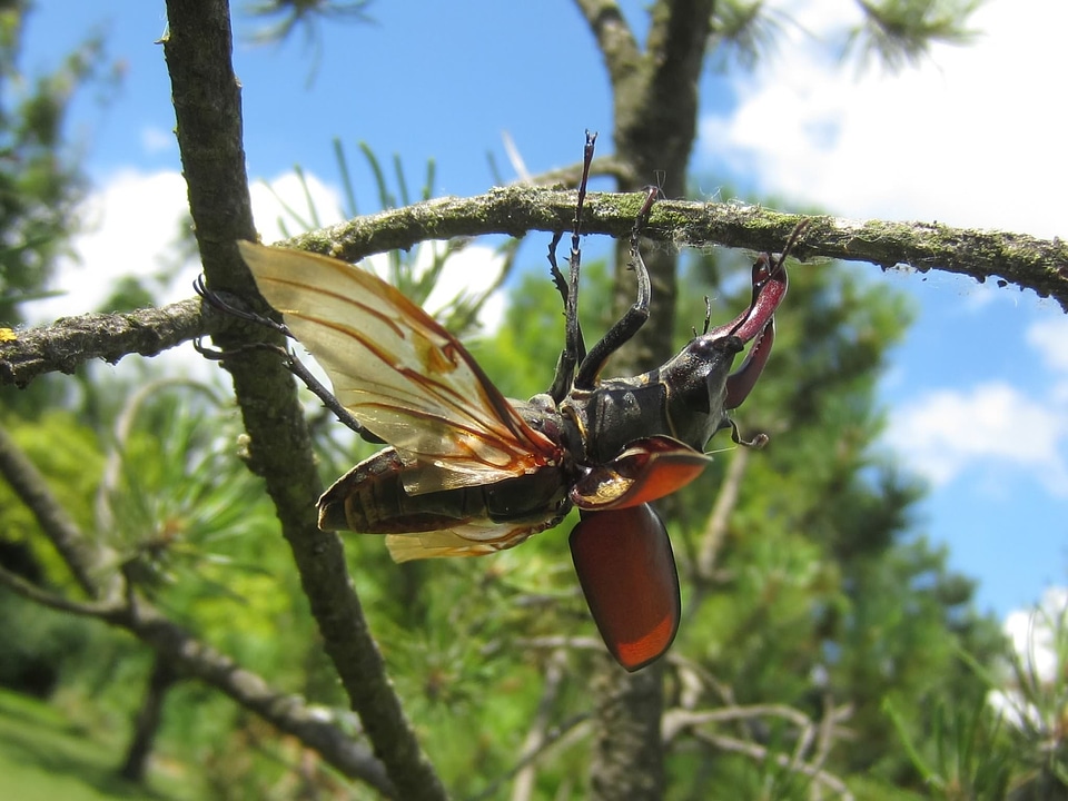 Stag beetle tree wing