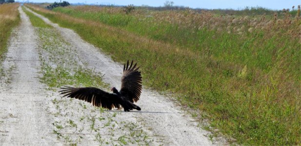 Turkey Vulture photo