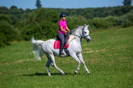 Dschesim 20166849