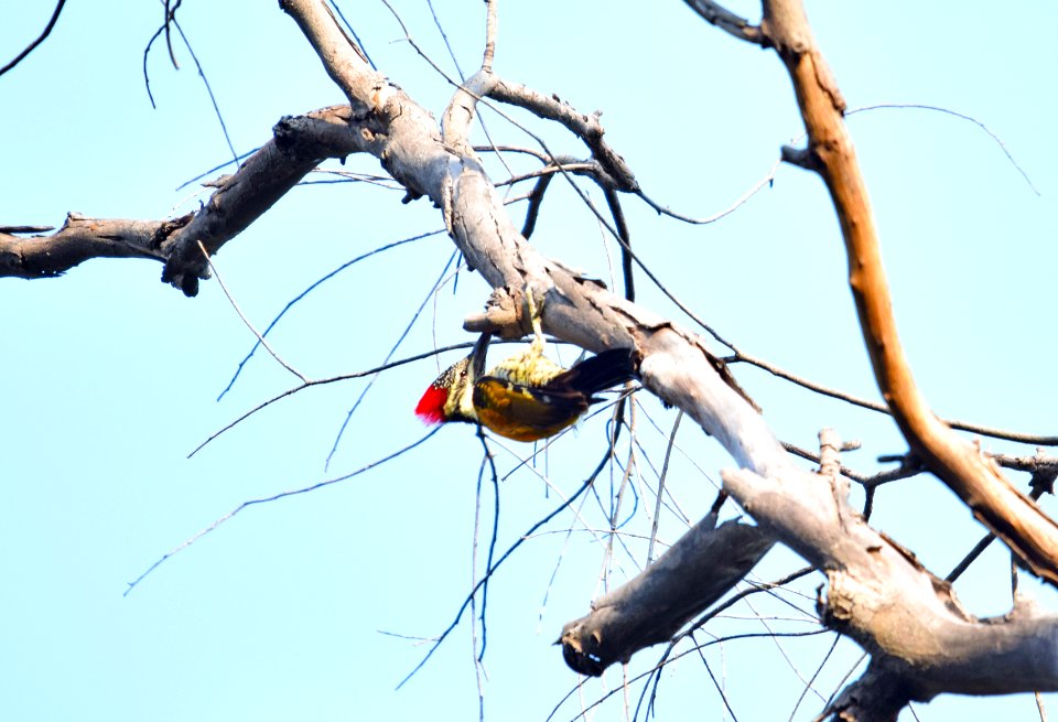 Lesser Goldenback Woodpecker