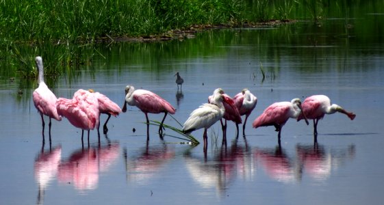 Roseate Spoonbills with White Ibis and Greater Yellowlegs photo