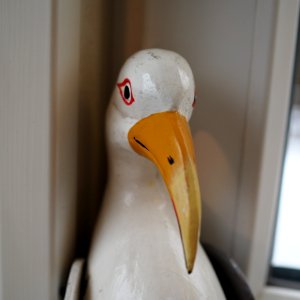 Lokal fågel