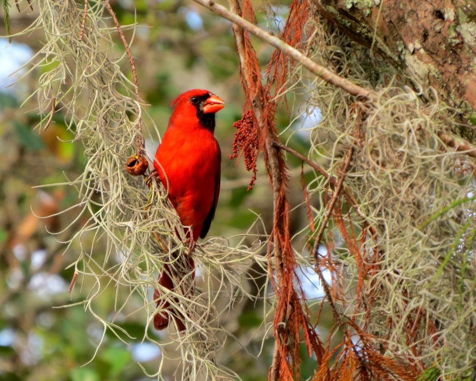 Northern Cardinal