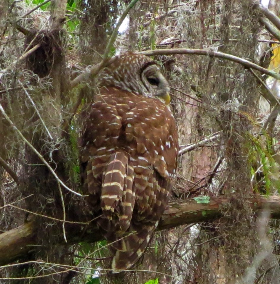 Barred Owl