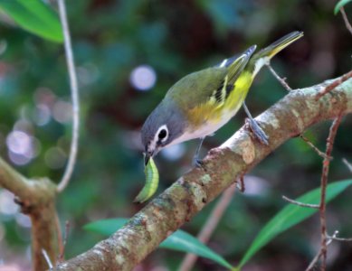 Blue-headed Vireo