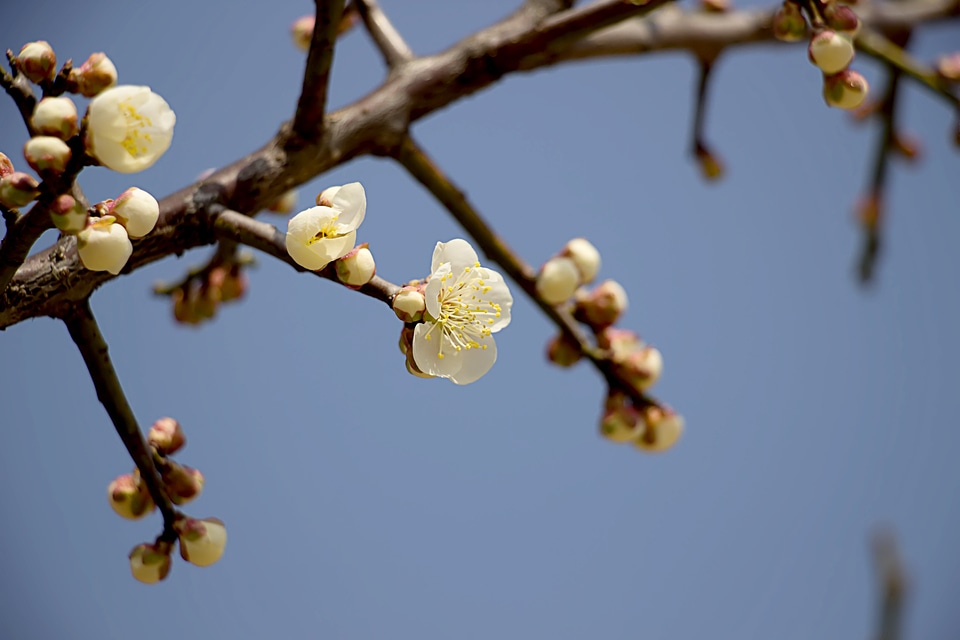 Spring flowers leaf blossom