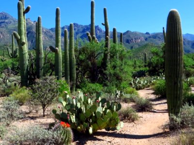 Sabino Walkway Trail.