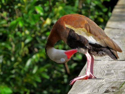 Black-bellied Whistling Duck photo