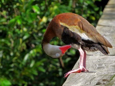 Black-bellied Whistling Duck