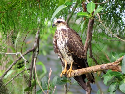 Snail Kite