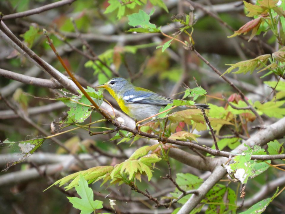 Northern Parula
